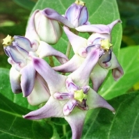 Makalapua Flowers