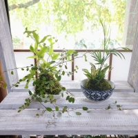 花の工房　野ばらの実