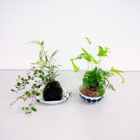 花の工房　野ばらの実