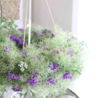 マイナス3度のインテリア♪清涼感あふれるアレンジで夏のお花を楽しもう